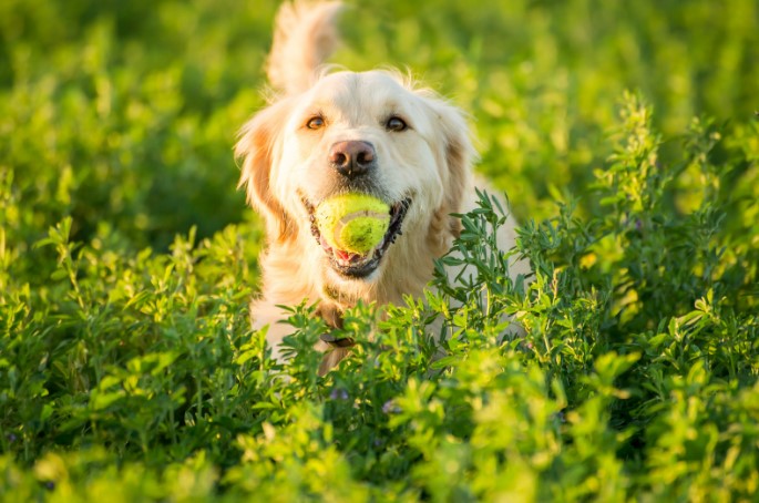 Уход за щенками в домашних условиях: что необходимо знать Уход за щенками в домашних условиях: что необходимо знать